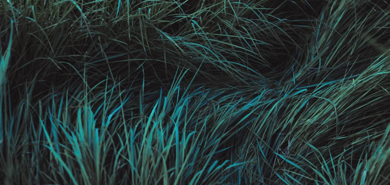 Dark Green Grass