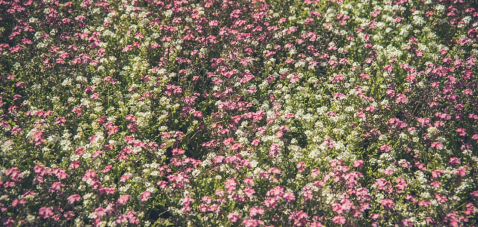 Pink and White Flowers