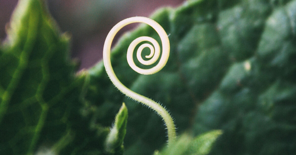 Shoots of hope Te Pou